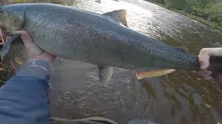 Fish are moving more...Sept. 6, 2024 - Salmon River, Pulaski NY