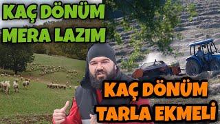 100 KOYUN İÇİN KAÇ DÖNÜM ARAZİ LAZIM (Tarla Mera Lazım)