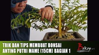 TRIK DAN TIPS MEMBUAT BONSAI ANTING PUTRI MAME (15cm) bagian 1