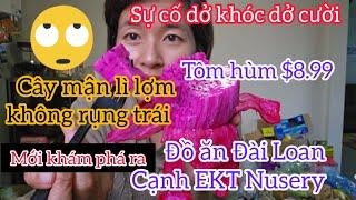 Cây mận lì lợm không chịu rụng trái, Sự cố dở khóc dở cười, đồ ăn Đài Loan cạnh EKT Nusery #280