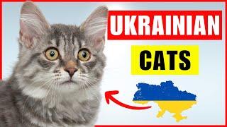 UKRAINE - What makes their LONGHAIR CATS so special?