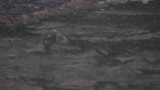 Oncorhynchus Keta（Pacific　Salmon）　2022