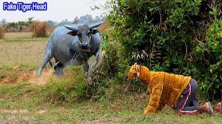 Fake Tiger Funny Buffalo funny video