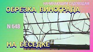 Как обрезать правильно виноград на беседке.