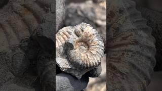 Concreción con Fósil de Ammonite de la era Mesozoica del periodo Cretácico.