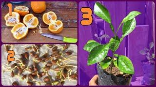 How to Grow Orange tree from seed faster