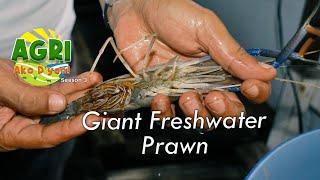 Giant Freshwater Prawn