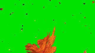 fall leaves green screen, fall leaves background, autumn leaves green screen 4k