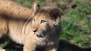 Three Lion Cubs Explore Outdoor Habitat at Lincoln Park Zoo