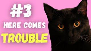 Black Cat Personality: 6 Unique Traits That Define Them