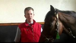 Colic in Horses Emergency Treatment at Equine Hostpital