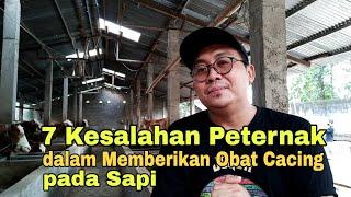 7 KESALAHAN PETERNAK DALAM MEMBERIKAN OBAT CACING PADA SAPI