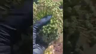 Обрезаю декоративный лук. Сорт ГЛАДИАТОР #деревня #garden