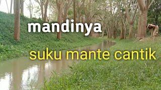 aslimau mandi#suku mante