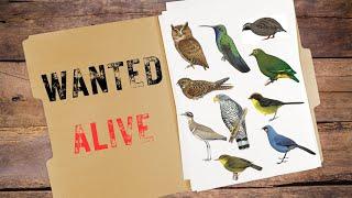 Missing for decades - 10 Most Wanted Bird Species