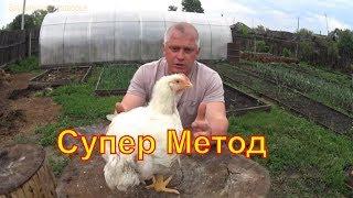 Наша технология выращивания бройлера Секретов нет Our broiler growing technology There are