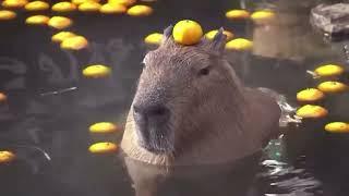 capybara pull up 10 hours