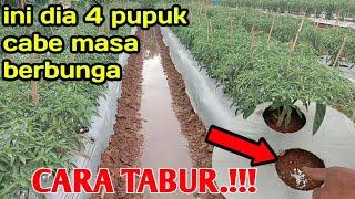 Wow.!! Ternyata Ini 4 Pupuk Cabe Masa Pembungaan Anti Bunga Rontok