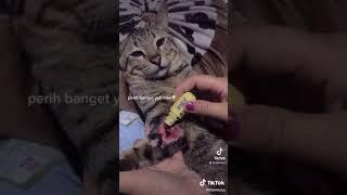 kucing di obati setelah digigit anjing