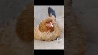 Funny Hen Sound  Hen Voice - Murgi Ki Awaaz #shorts