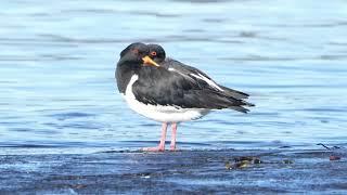 Tjeld / Haematopus ostralegus Trondheim area