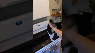 Funny cat #cat #funnycats #tiktok