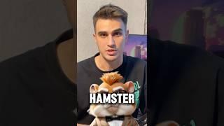 Сколько денег раздаст Хамстер Комбат? Цены монеты Hamster Kombat #hamsterkombat #хамстеркомбат