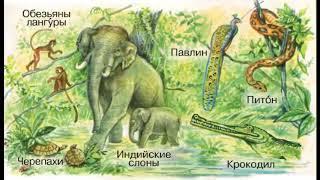 Окружающий мир 1 класс, тема урока "Где живут слоны?", с.14-15, Школа России.