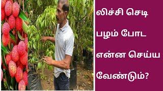 லிச்சி செடி பழம் போட என்ன செய்யவேண்டும் | Litchi Fruit plant | How to Grow Lychee Trees for Fruit