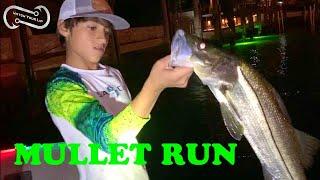 MULLET RUN ACTION 2021  SNOOK TARPON AND MORE