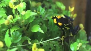 Dendrobates Tinctorius "Alanis" Calling