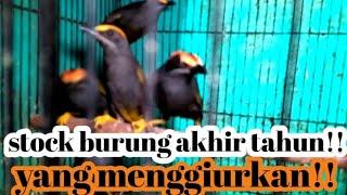 stock burung akhir tahun !! yang menggiurkan!!