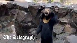 Bear claimed to be "human in disguise" waves at zoo-goers