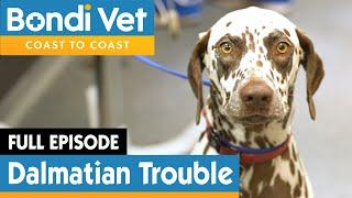  Dalmatian Dog Rushed To Emergency | FULL EPISODE | E9 | Bondi Vet