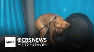 Dog found abandoned in porta-potty on Christmas Day