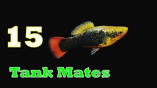 Top 15 Platy Fish Tank Mates | Platy Fish Tank Mates | Tank Mates for Platy Fish