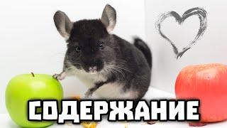 Содержание шиншиллы | Кормление, клетка, купание, прогулки