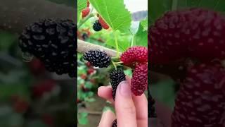 Mulberry ඇඹිල්ල: Natures Super fruit  #satisfying #shorts