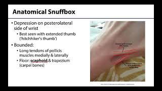 Anatomical Snuffbox - M1 Learning Objectives