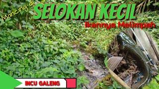 Mancing Ikan Bogo di Selokan Kecil Ternyata Hasilnya Melimpah| Auto Panen Strike Ikan Kelaparan 