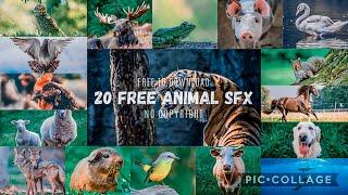 20 Free ANIMAL Sound Effects PACK  //  Free to DOWNLOAD  // No COPYRIGHT