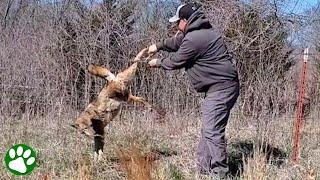 Brave man rescues exhausted coyote