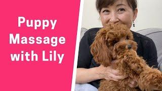 Puppy Massage with Lily