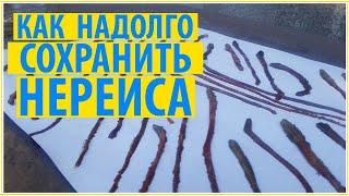 КАК СОХРАНИТЬ НЕРЕИСА? КАК ВЯЛИТЬ ЧЕРВЯ?