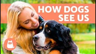 Do DOGS Think HUMANS Are Their PARENTS? 