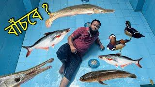 Pool এ মাছগুলো কি বাঁচবে ? Pangas Fish, Alligator Gar, Snakehead Fish, Foli Fish