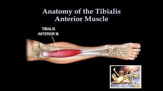 Anatomy Of The Tibialis Anterior Muscle - Everything You Need To Know - Dr. Nabil Ebraheim