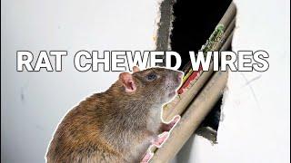 Rat Chewed Wires | Home Reno