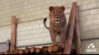 К львёнку Север-Алаю приехала подруга Киара.. #animals #lion #животные #челябинск