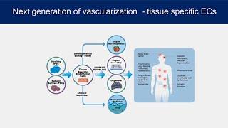 Vascular Differentiation and Assembly with Sharon Gerecht - Sanford Stem Cell Symposium